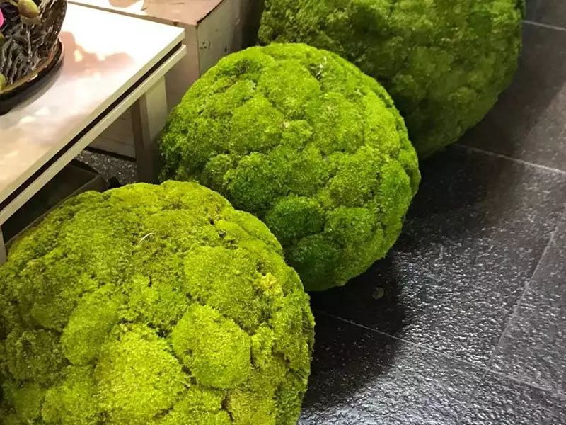 苔藓球体艺术造景