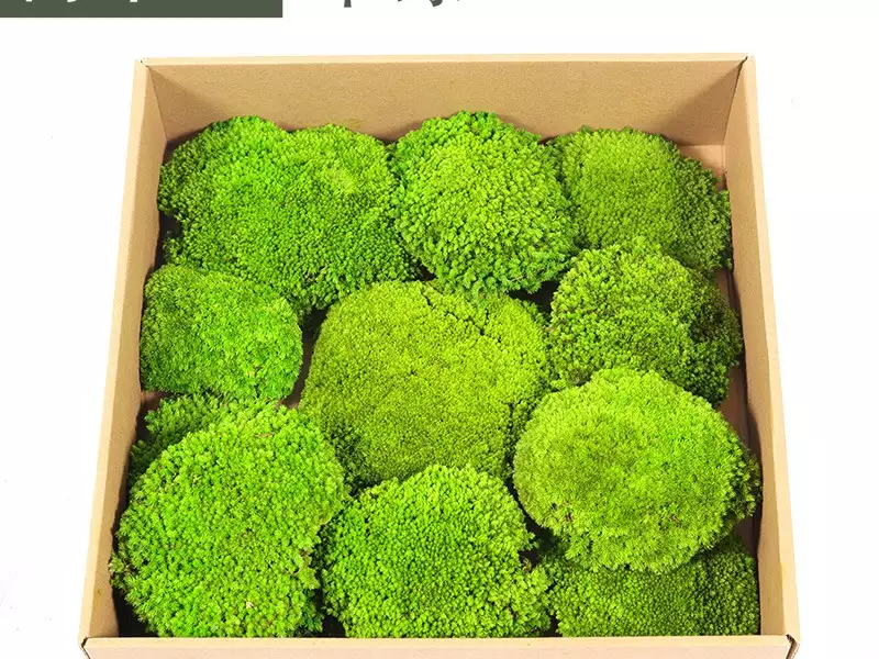 苔藓原材料