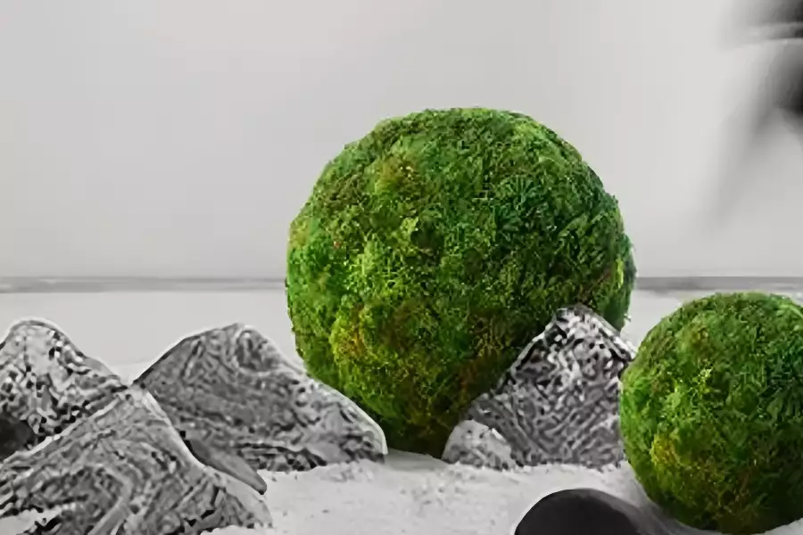 绿植装饰—球形装饰