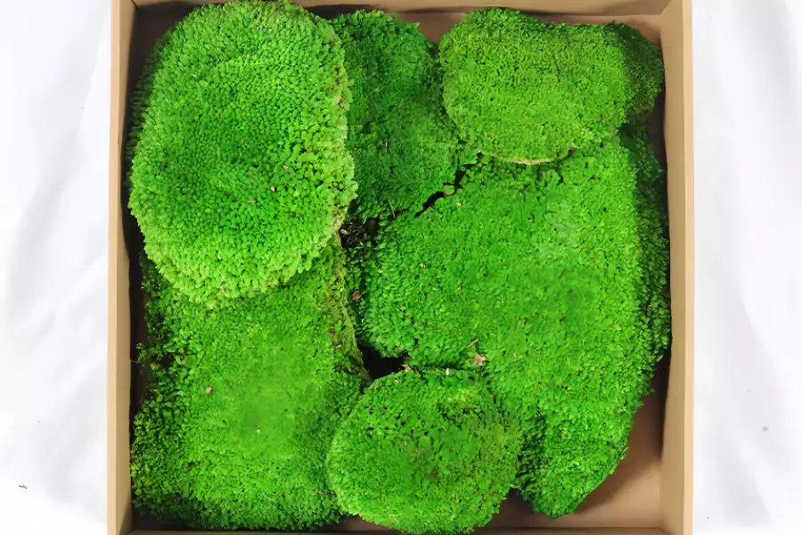 绿植装饰—永生白发苔藓