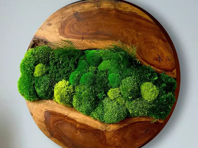 圆形活边苔藓艺术